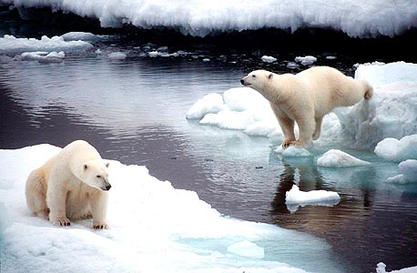 דוב בקוטב הצפוני, צילום: אי פי אי