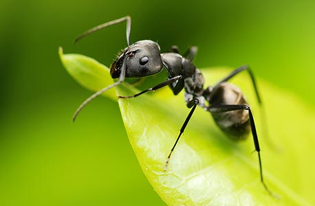 הנמלה הבודדת אינה יעילה. הכוח הוא במושבה