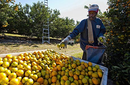 החוזים על מיץ תפוזים נפלו היום ב-9%