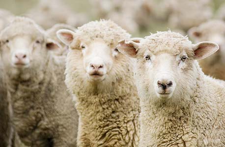 אזרחי ניו זילנד מסרבים להיות כבשים, צילום: shutterstock