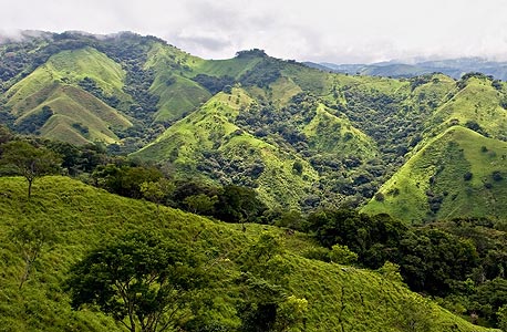 יער גשם בקוסטה ריקה, צילום: shutterstock