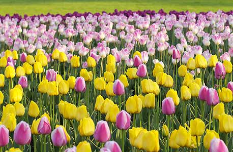 צבעונים. הפרח הלאומי של הולנד, צילום: shutterstock