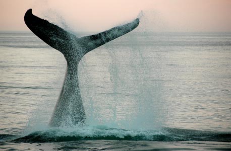 הלווייתנים מצליפים בזנבם מעלה ומטה כדי להתקדם, צילום: shutterstock