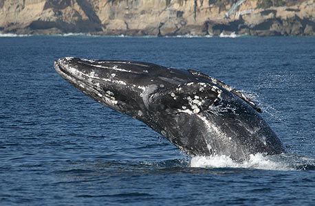 לווייתן. אחד ממאות בסמוך לחוף בדרום אפריקה