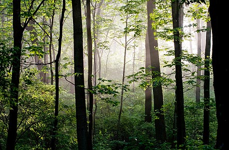 יערות הגשם מתקשים לקלוט את הפחמן הדו חמצני