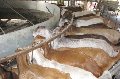 דורון מן הטבע בנחלים. מחיר לדוגמה: 140 שקל לק"ג גבינת קצ'וטה מחלב עזים