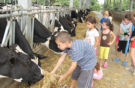 שביל החלב בכפר ויתקין. מחיר סדנה להכנת גבינה: 30 שקל למשתתף