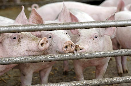 חזירים. 102 טון יובאו ב־2018