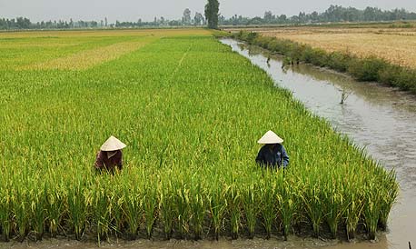 Vietnamese farmers grow rice in a flooded paddy. Photo: Bloomberg