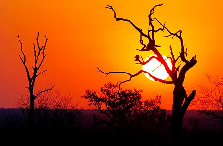 נלספרויט: Kruger National Park, צילום: אי פי אי