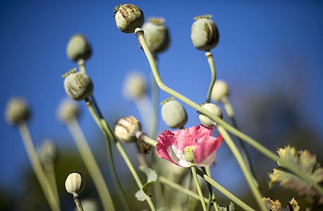 אפגניסטן: ירידה חדה ביבול הפרג להפקת הרואין 