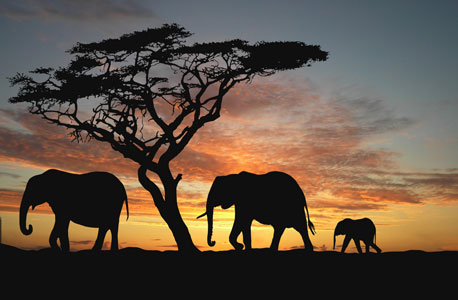 אפריקה. לחובבי הטבע, צילום: shutterstock