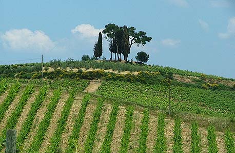 הכרמים של בית לורן- פרייה בחבל שמפניה