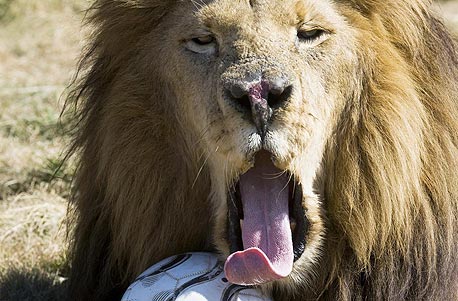 הקונה מטטה: מוצרי טליט יסייעו להצלת אריות באפריקה