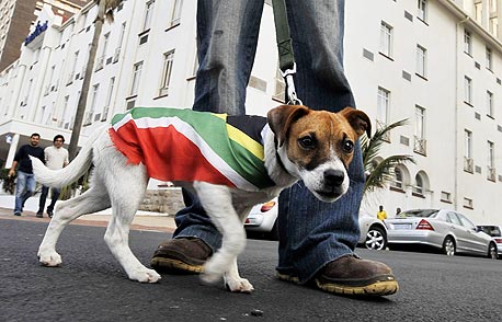 כלב מדרום אפריקה. כעת נותר לראות עם האחדות הלאומית שייצר המונדיאל תשאר גם אחריו, צילום: אי פי אי