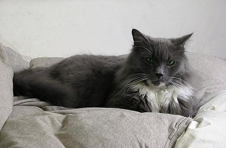 למה להוציא כסף על תעודת יוחסין כשאפשר לאמץ ולהציל חיים למה להוציא כסף על תעודת יוחסין כשאפשר לאמץ ולהציל חיים