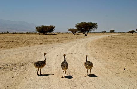 סובב יטבתה. מתי: 4.7-29.8, כל יום א' וה'. מחיר: 100 שקל לרכב