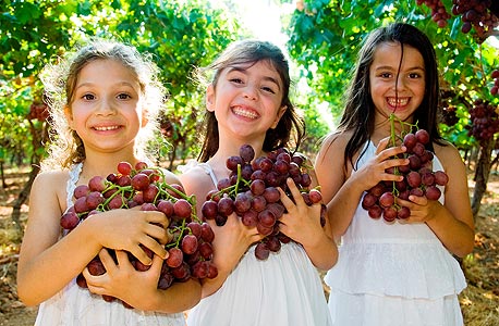 ענבי טלי, מושב לכיש. מחיר: 25 שקל לאדם