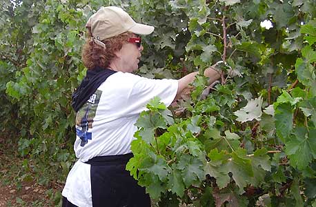 יקבי בנימינה. מחיר: 25 שקל לאדם