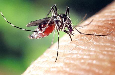 יתוש. רוב המינים לא מציקים לנו כלל