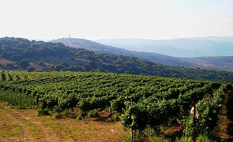כרם דובב. בין הר מירון ללבנון גדלים ענבי מרלו וארגמן
