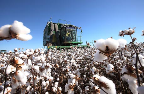 Cotton. Photo: Bloomberg