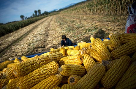 מומחים: בעקבות הזינוק במחירים ממשלות יצטרכו להתערב בשוק המזון