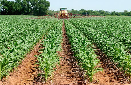 שדה חקלאי. התאחדות האיכרים: עדכון חוק המים יביא להתייקרות נוספת במחירי הפירות והירקות"