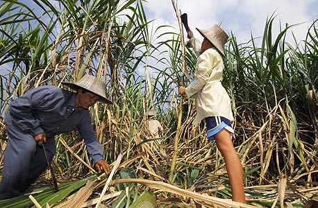 חקלאי חותך קנה סוכר בתאילנד