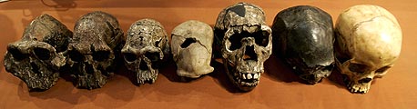 משמאל לימין: התפתחות הגולגולת האנושית, מהקדומה ביותר שנמצאה ועד לאדם המודרני, צילום: אי פי אי