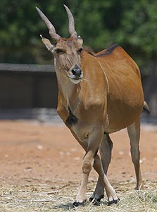 אנטילופה. אפשר ללטף גם שרקנים