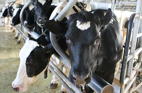 משרד החקלאות מחמיר את הפיקוח על ייצור מזון לבעלי חיים