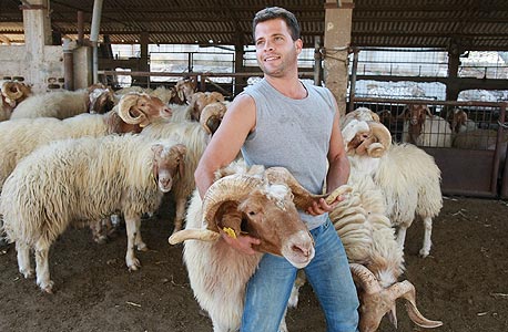 35 שקל לק"ג כבש חי, לפני שחיטה, ניקוי והכנה למאכל, צילום: שאול גולן