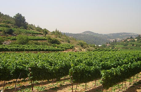 פרובנס בגולן: המינהל פרסם מכרז ל-4 חוות יין בשטח כולל של 780 דונם 