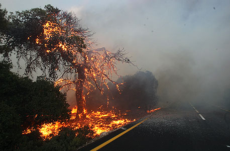 השריפה בכרמל, צילום: אלעד גרשגורן