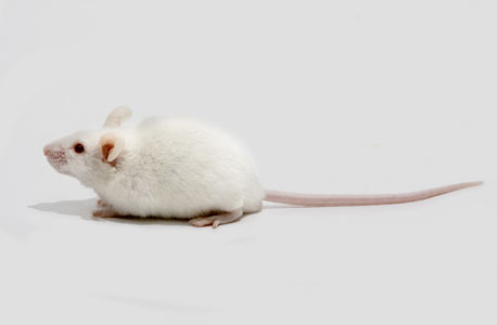 פורצי הדרך: על מה חושבים עכברים