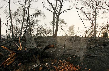 השריפה בכרמל. פינוי עצים שרופים המסוכנים לציבור, צילום: אלעד גרשגורן
