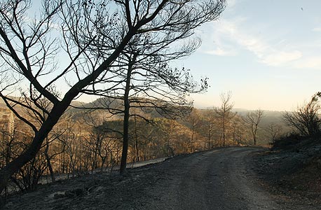 שריפה ביערות הכרמל, צילום: אלעד גרשגורן