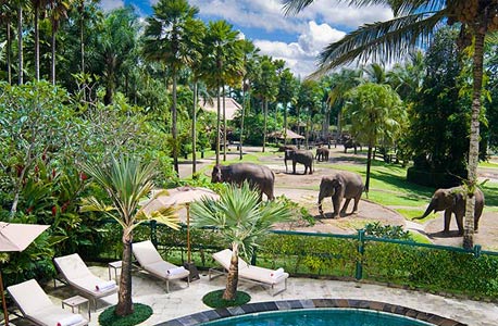 בשכנות לעדר פילים בשכנות לעדר פילים