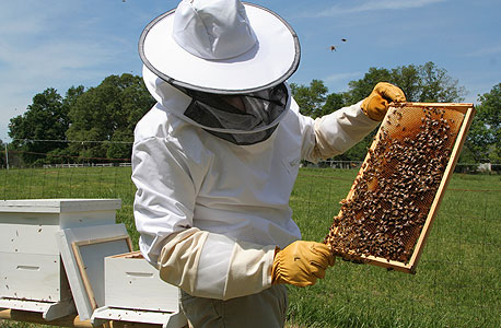 Beekeeping. Photo: Shutterstock