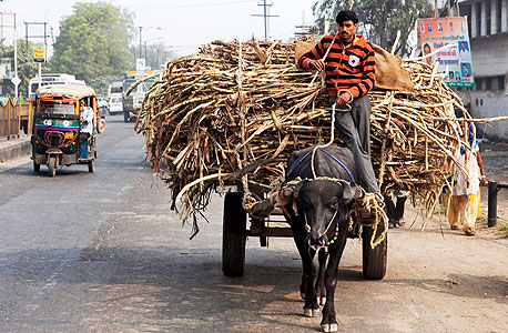חקלאים בהודו מובילים קנה סוכר, צילום: בלומברג