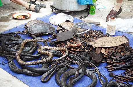 נחשים להכנת שיקויים 