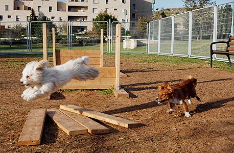 פינת כלבים בפארק במודיעין, צילום: עמית שעל
