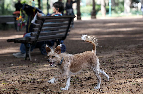 פינת כלבים בגן מאיר, תל אביב, צילום: אוראל כהן
