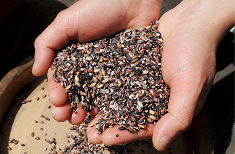 אורז שחור. המזון של קיסרי סין