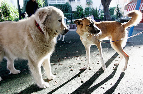 שירותי הטיפול בכלבים מושכים משקיעים, צילום: אריאל בשור