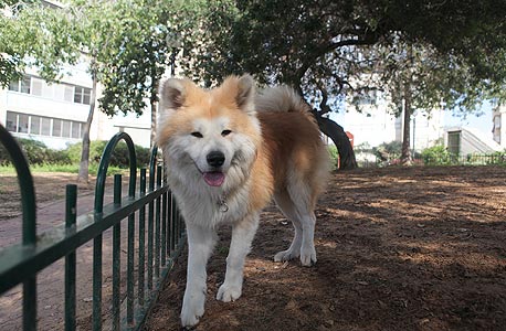 פינת כלבים בגן שאול ברמת גן, צילום: אוראל כהן