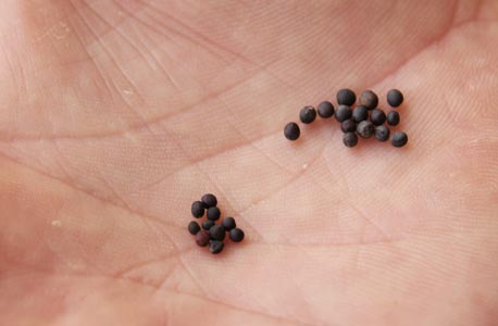זרעי לפתית של קיימא (מימין) לעומת זרעים רגילים. היבול עלה ב-30%