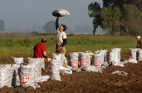 איסוף תפוחי אדמה בארגנטינה, צילום: בלומברג
