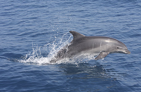 ארגון זכויות בע&quot;ח PETA רכש מניות כדי להגן על הדולפינים